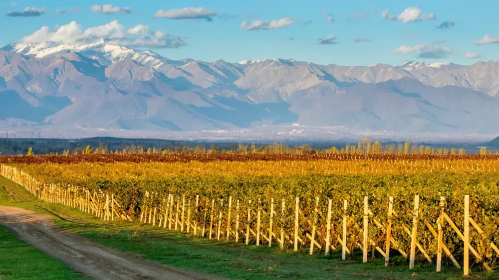 Wineries in Azerbaijan