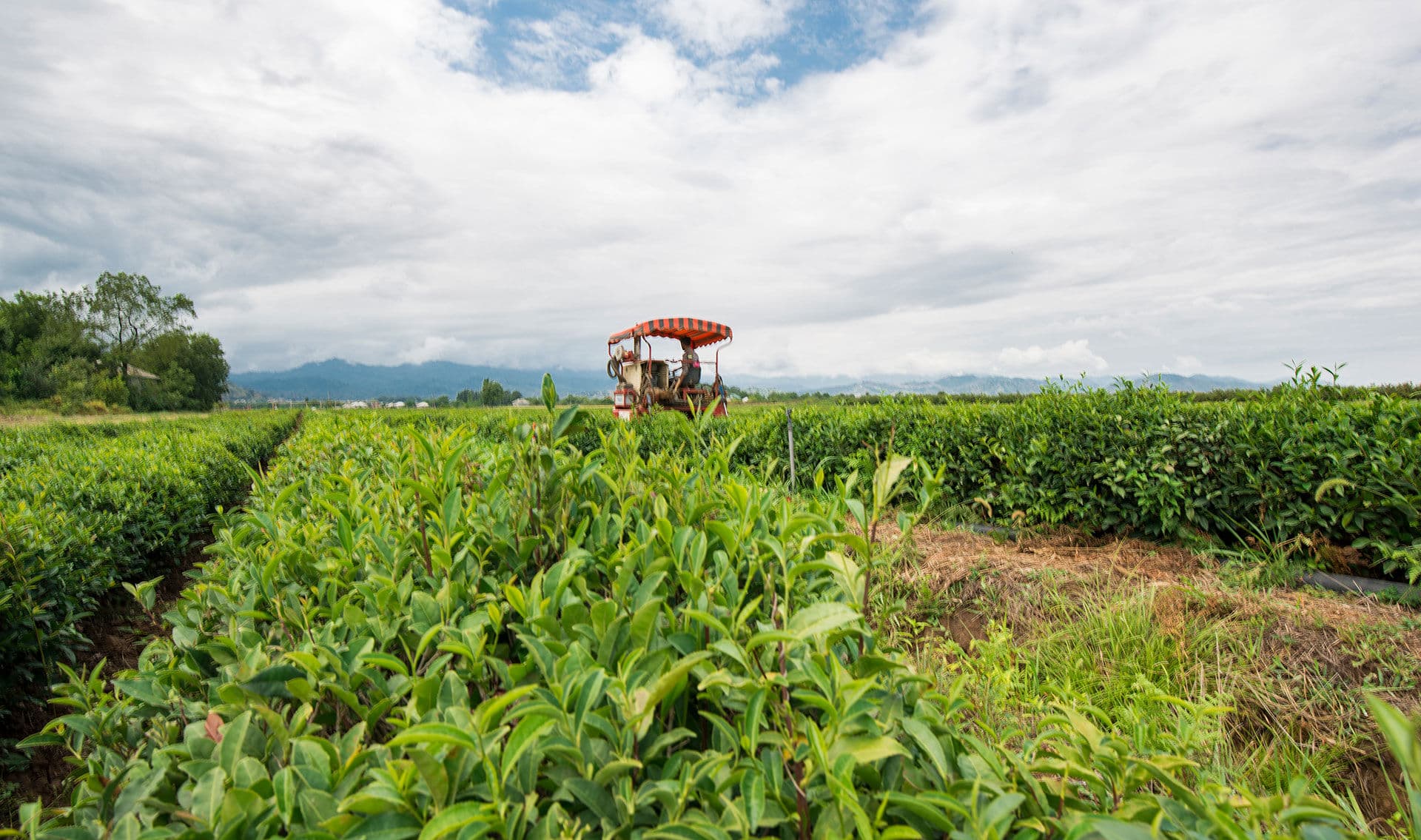 Citrus valley In Lankaran